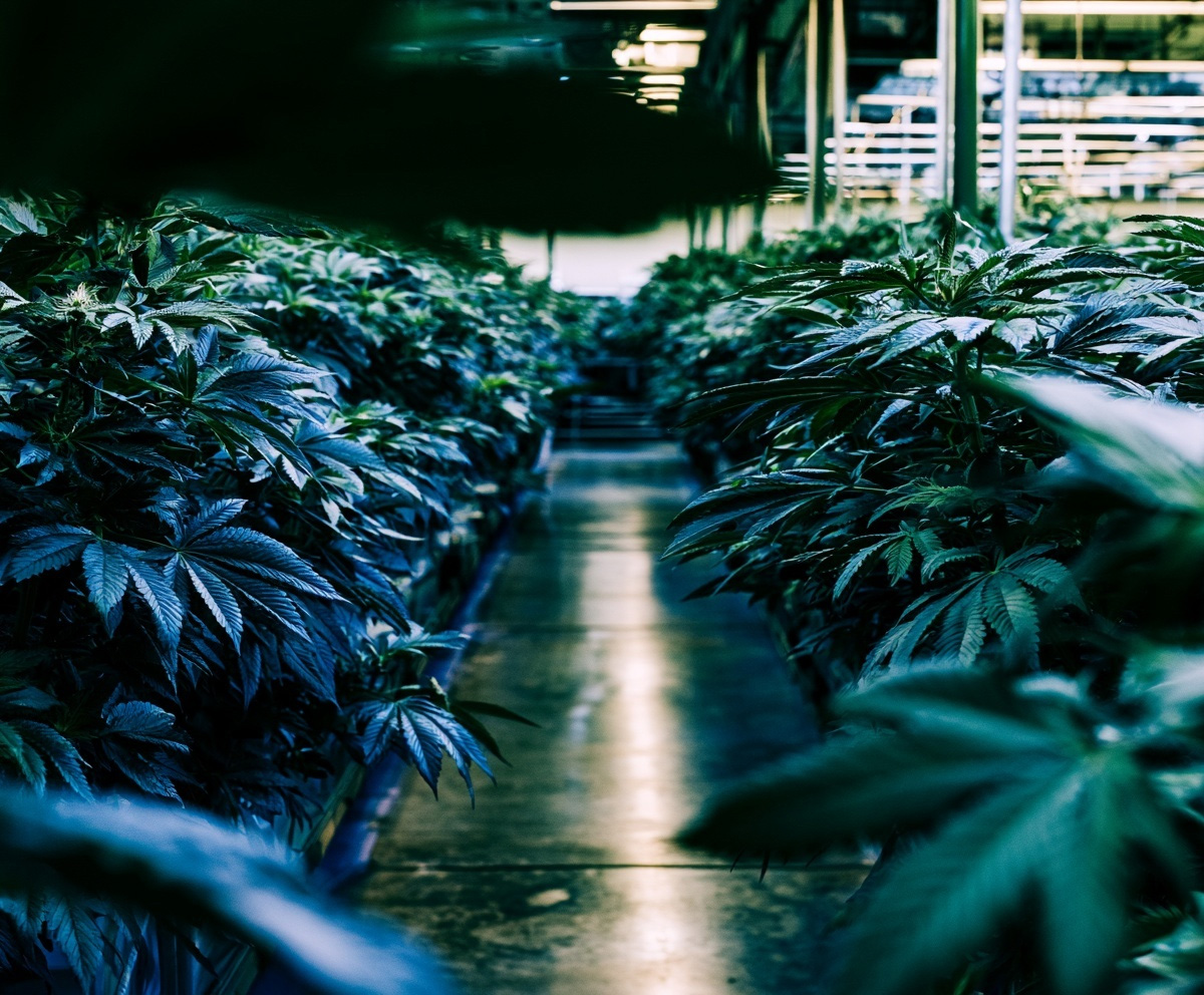 Interior of a modern commercial cultivation facility